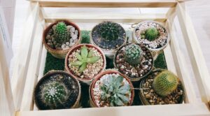 Квітковий рай на підвіконні: створюємо оазу своїми руками. — Полиці для квітів на підвіконня