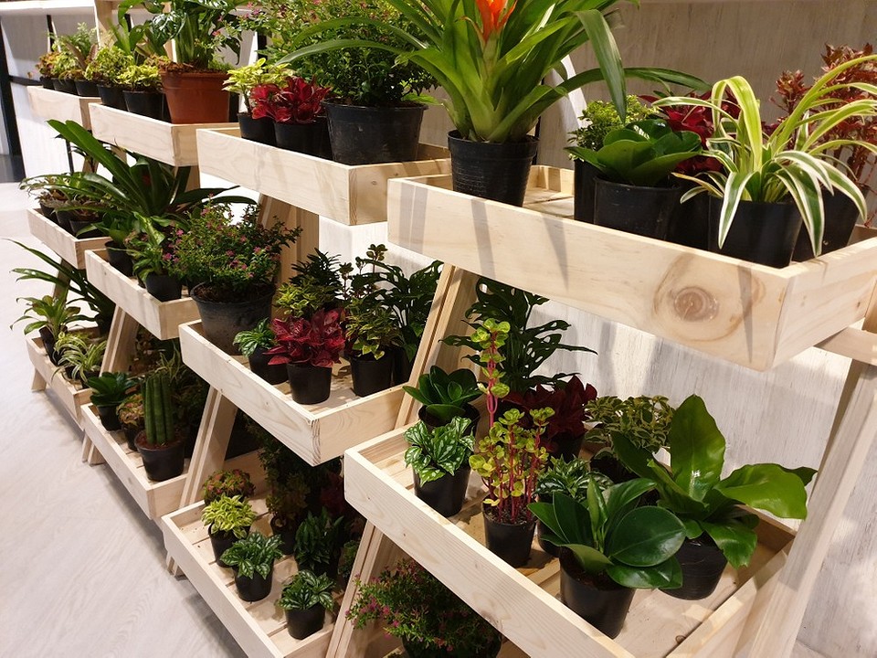 Полиці для квітів на підвіконні з різними типами рослин у сонячній кімнаті.