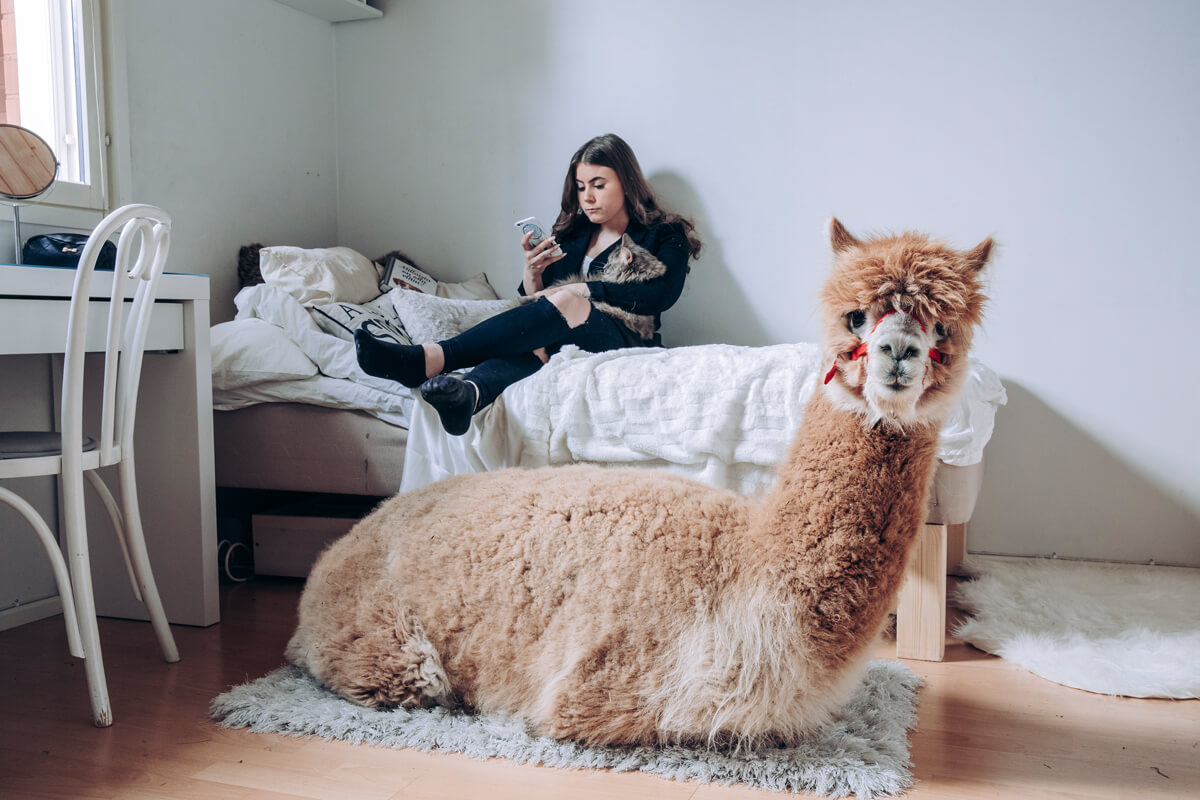 Сучасний інтер'єр для власників тварин: гармонія стилю та комфорту для улюбленців.