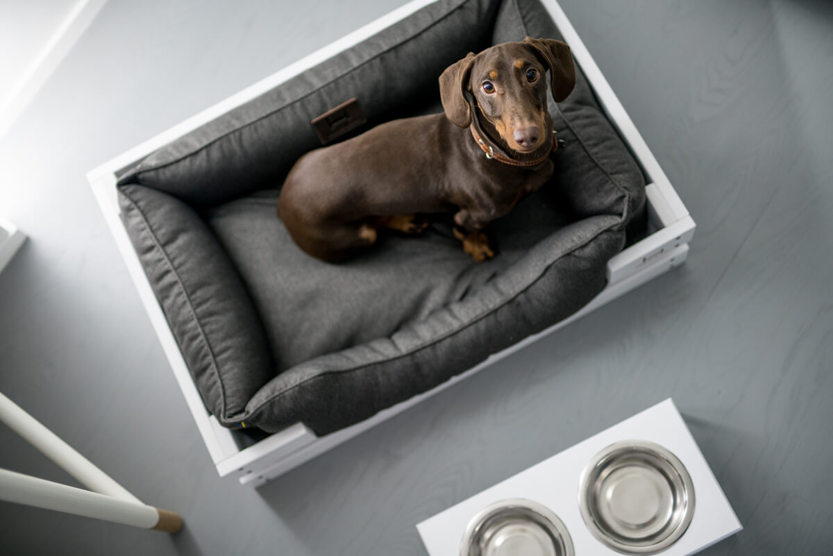 Оптимізація інтер'єру для домашніх тварин: сучасні рішення та ідеї для затишку.