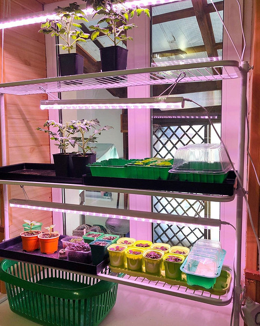 Освітлений стелаж для розсади на підвіконні для оптимального росту рослин.