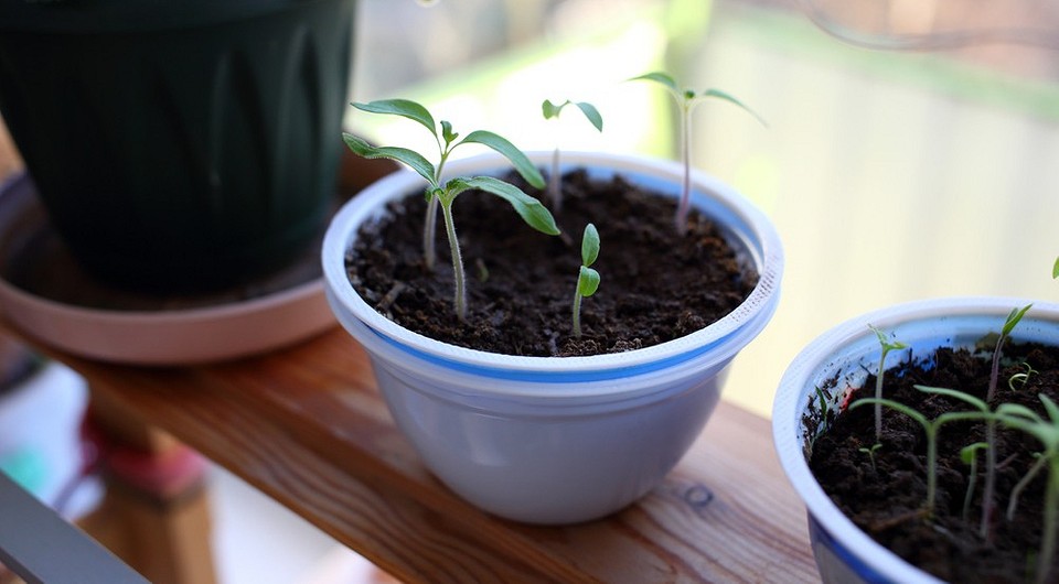 Саморобний стелаж для розсади на підвіконні з дерев'яних брусків та полиць.