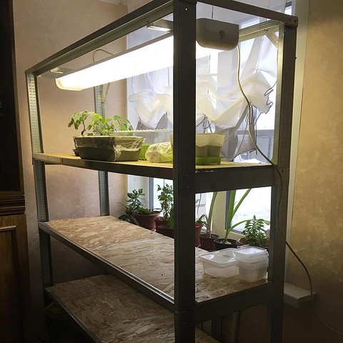 Полиці для розсади на підвіконні, заповнені контейнерами з висадженими рослинами.