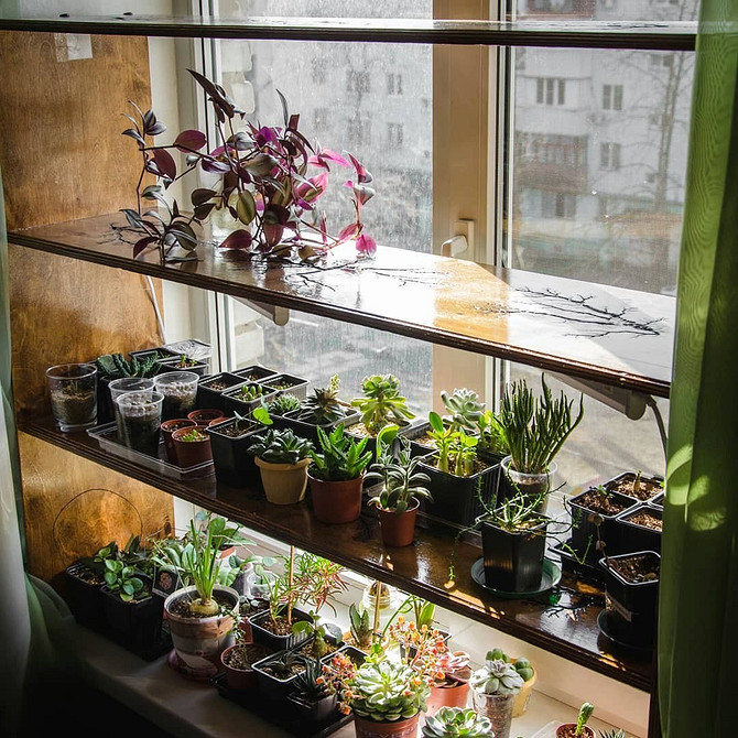 Приклад готового стелажа для вирощування розсади на підвіконні в домашніх умовах.