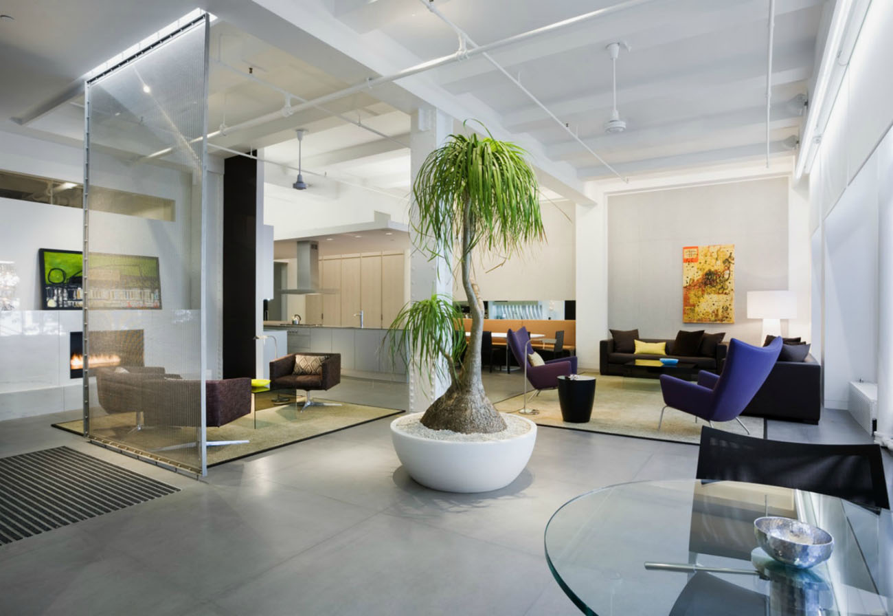 Кімнатні рослини для дому: сансевієрія в сучасному інтер'єрі біля вікна