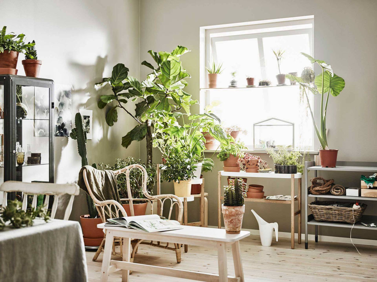 Озеленення дому: полиця з різноманітними кімнатними рослинами у вітальні
