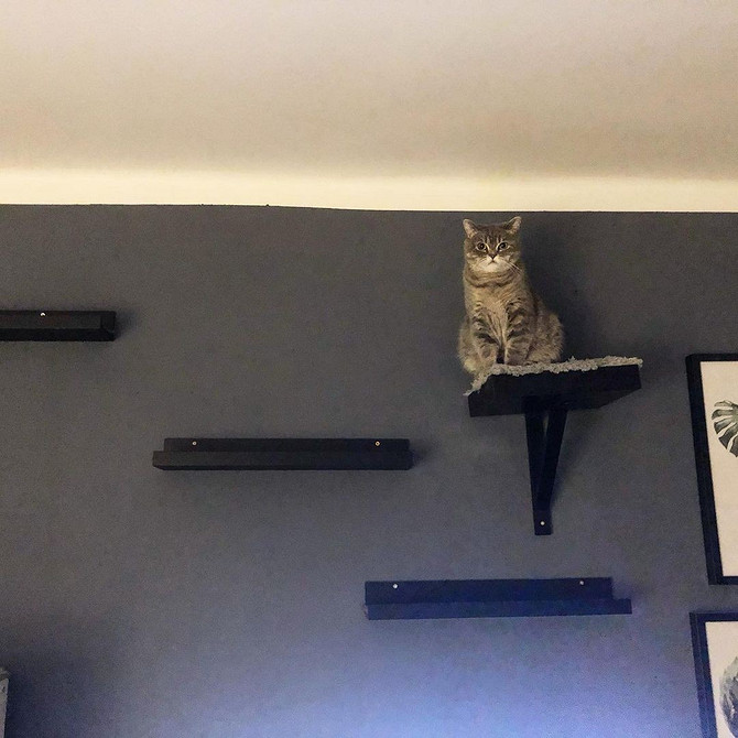 Вузькі полиці IKEA в інтер'єрі: ідеальне рішення для організації книг та рослин