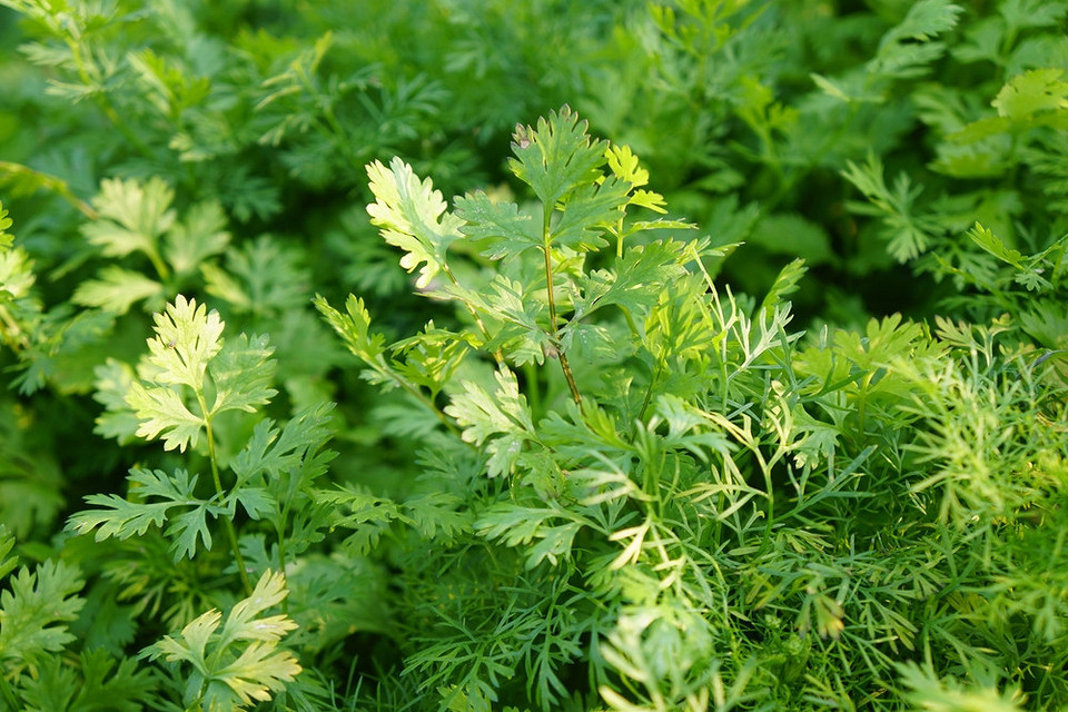 Вирощування овочів в серпні: швидкорослі культури для осіннього столу