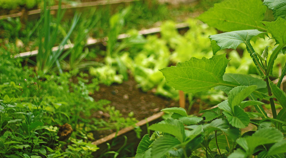 Швидкорослі культури для посадки в серпні: овочі та зелень для осіннього столу