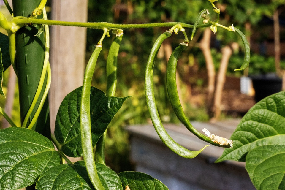 Овочі та зелень, які можна посадити в серпні, щоб отримати урожай восени