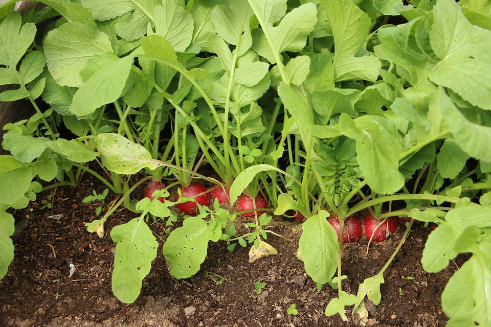 Що посадити в серпні: список овочів та зелені для осіннього врожаю