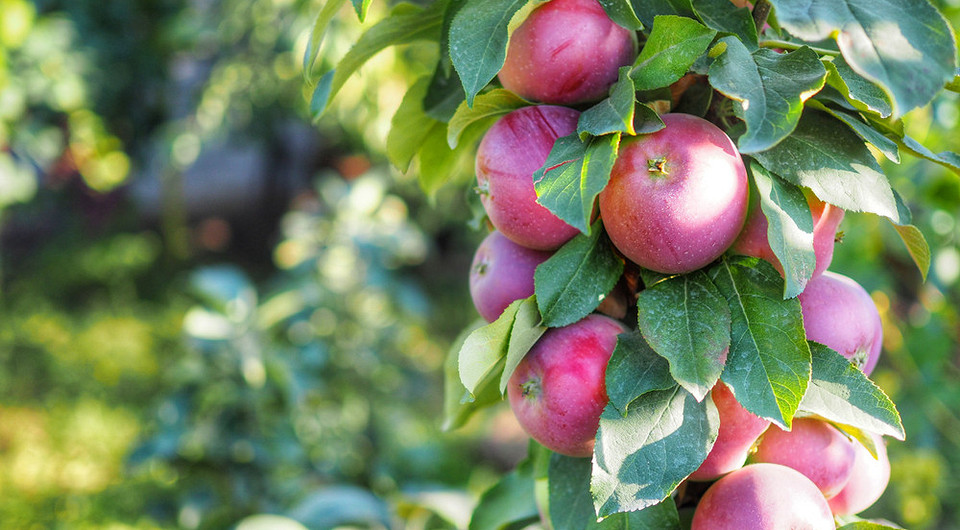 Роботи в саду у вересні: підготовка ґрунту до зими для щедрого врожаю.