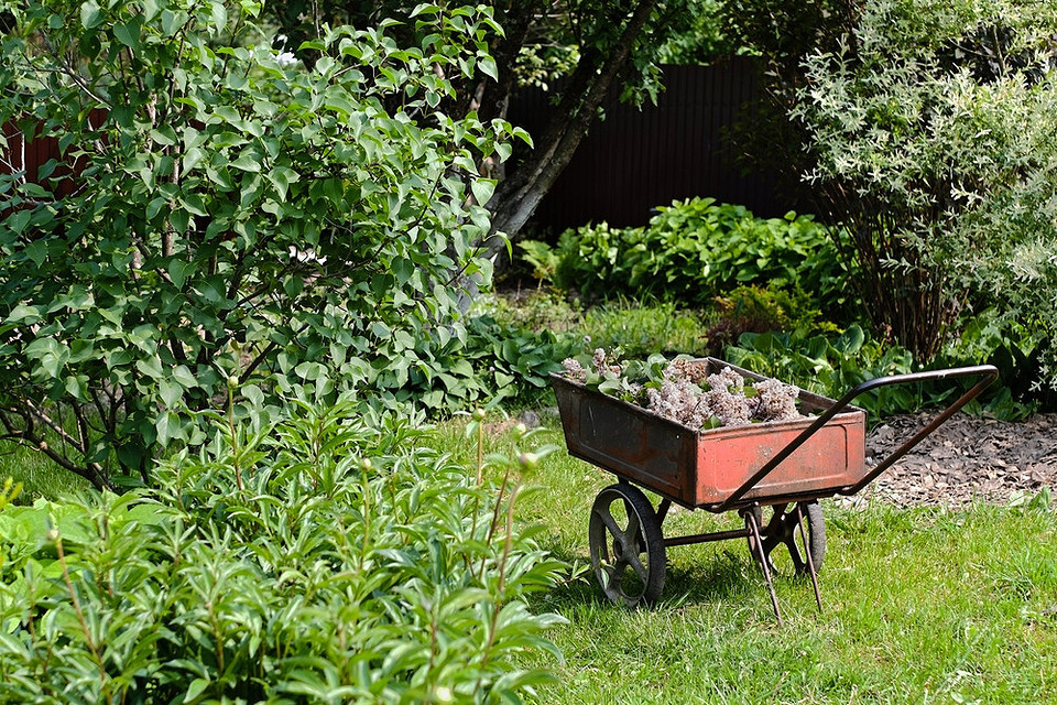 Осінній сад: роботи по підготовці до зими, збір опалого листя у вересні.