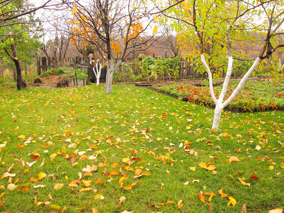 Осіння обробка ґрунту: перекопування землі в саду восени для майбутнього врожаю.