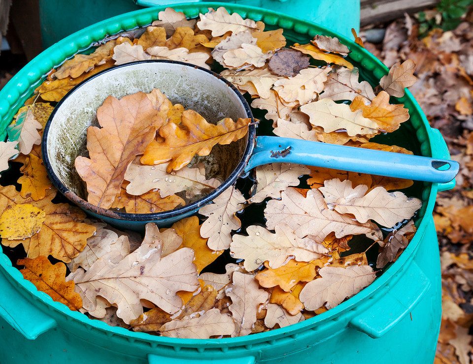 Захист саду від морозу: підготовка дачі до зими, щоб сад пережив холоди.