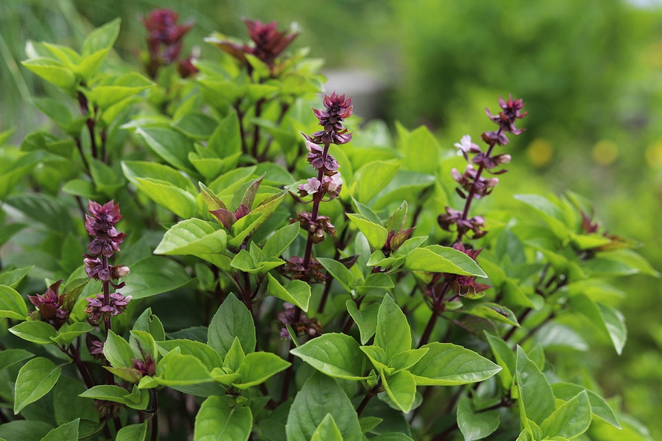 Швидкозростаючі рослини для липневої посадки: отримуйте врожай вже влітку.