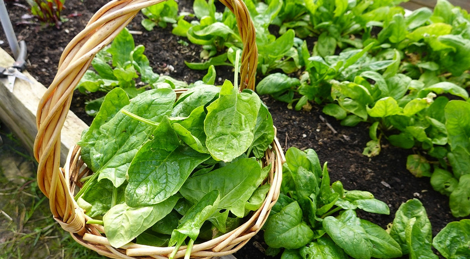 Що посадити в липні: ідеї для швидкого врожаю зелені на городі.