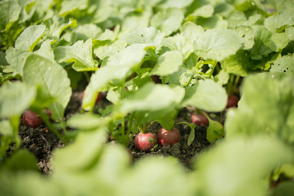 Посадка в липні: швидкозростаючі рослини для літнього посіву на вашому городі.