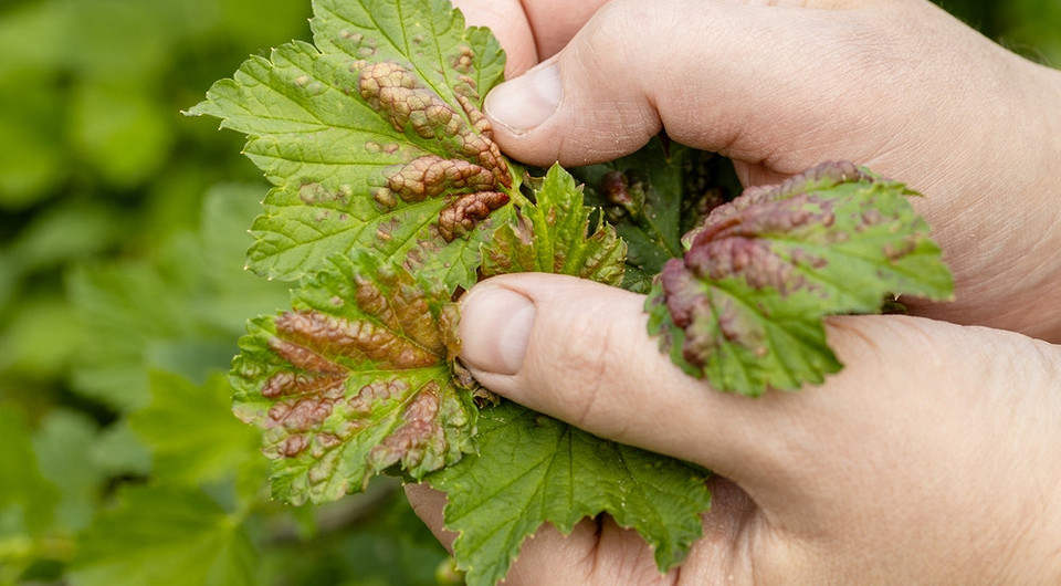 Симптоми антракнозу смородини на листі: виявлення та методи лікування