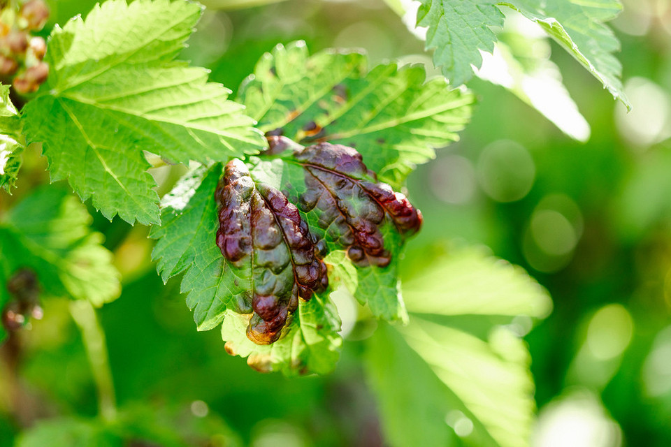 Антракноз смородини: агротехнічні методи та народні засоби боротьби з хворобою