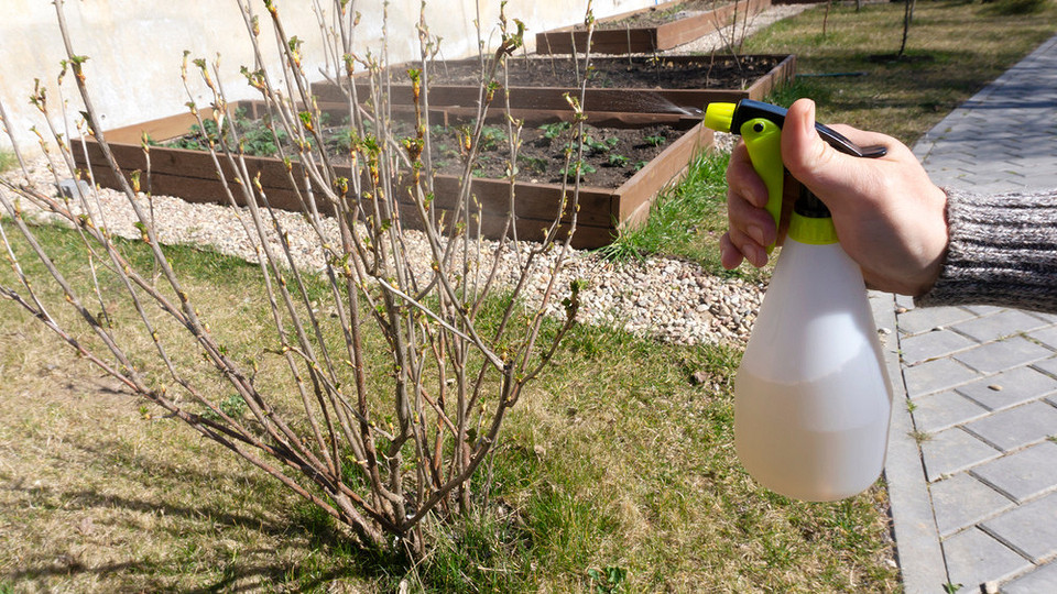Як виглядає антракноз смородини: методи виявлення, лікування та профілактики захворювання