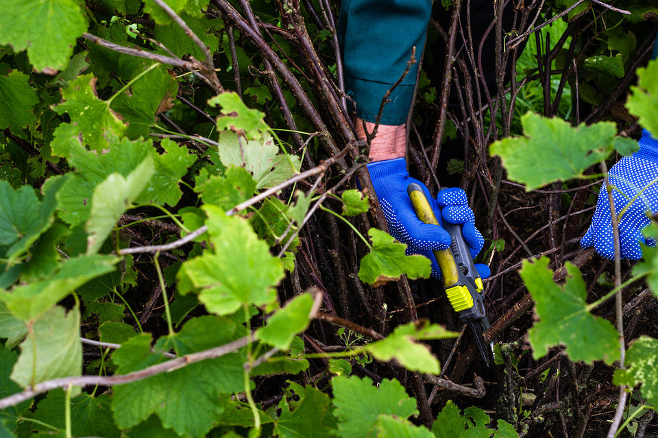 Лікування антракнозу смородини: ефективні методи та засоби захисту рослин
