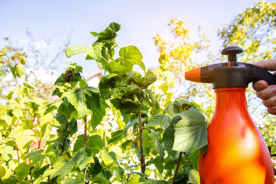 Симптоми антракнозу на листі смородини: діагностика та профілактика захворювання