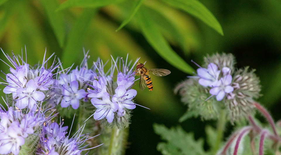 Квітуча фацелія як сидерат: природний спосіб покращення ґрунту на вашому городі