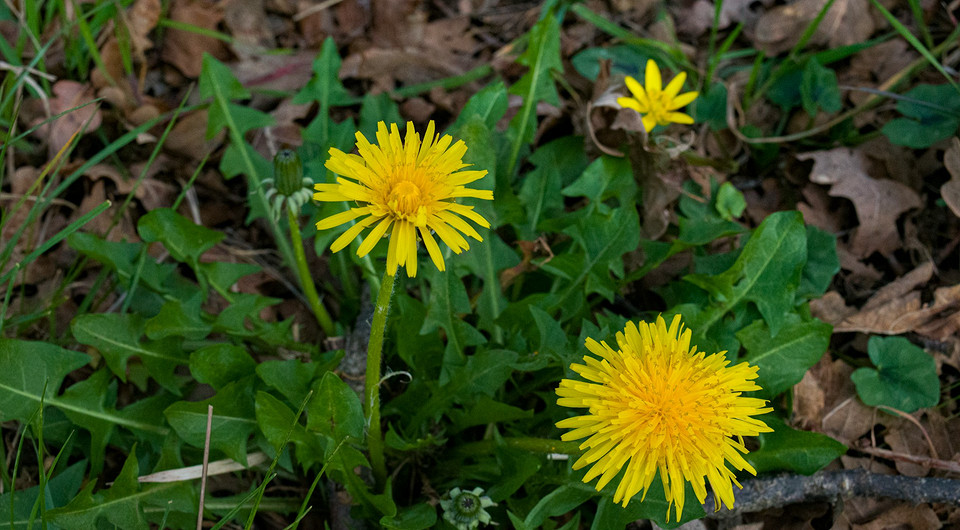 Боротьба з кульбабою на ділянці: механічні методи та гербіциди для ефективного видалення бур'яну.