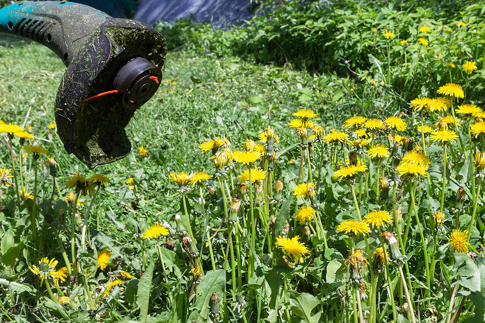 Ефективні методи боротьби з кульбабами: механічні способи та гербіциди для вашої ділянки.