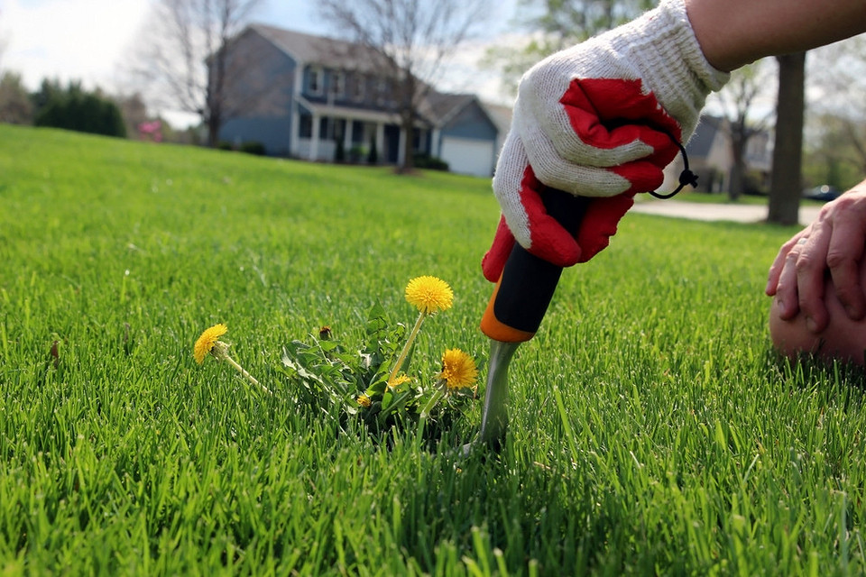 Різні методи боротьби з кульбабами на газоні: ручний, хімічний, профілактичний догляд.