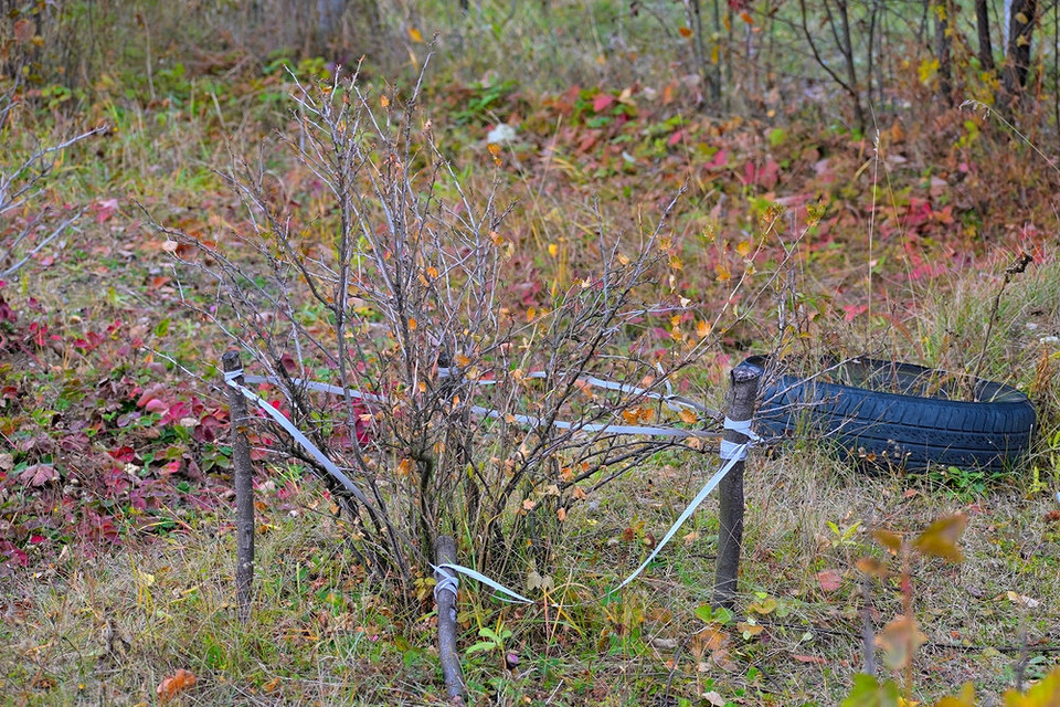 Обрізка аґрусу восени: видалення старих та пошкоджених гілок для кращого плодоношення.
