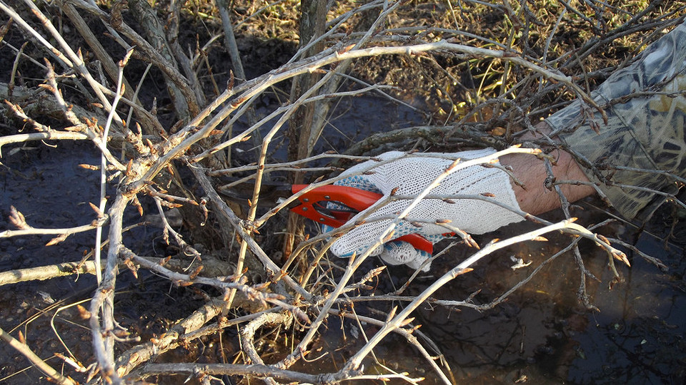 Укриття аґрусу на зиму: захист кореневої системи від сильних морозів.