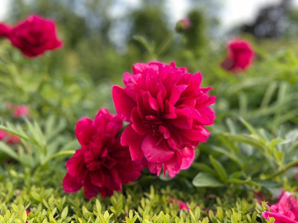 Догляд за піонами восени: обрізка стебел, внесення добрив для зимостійкості
