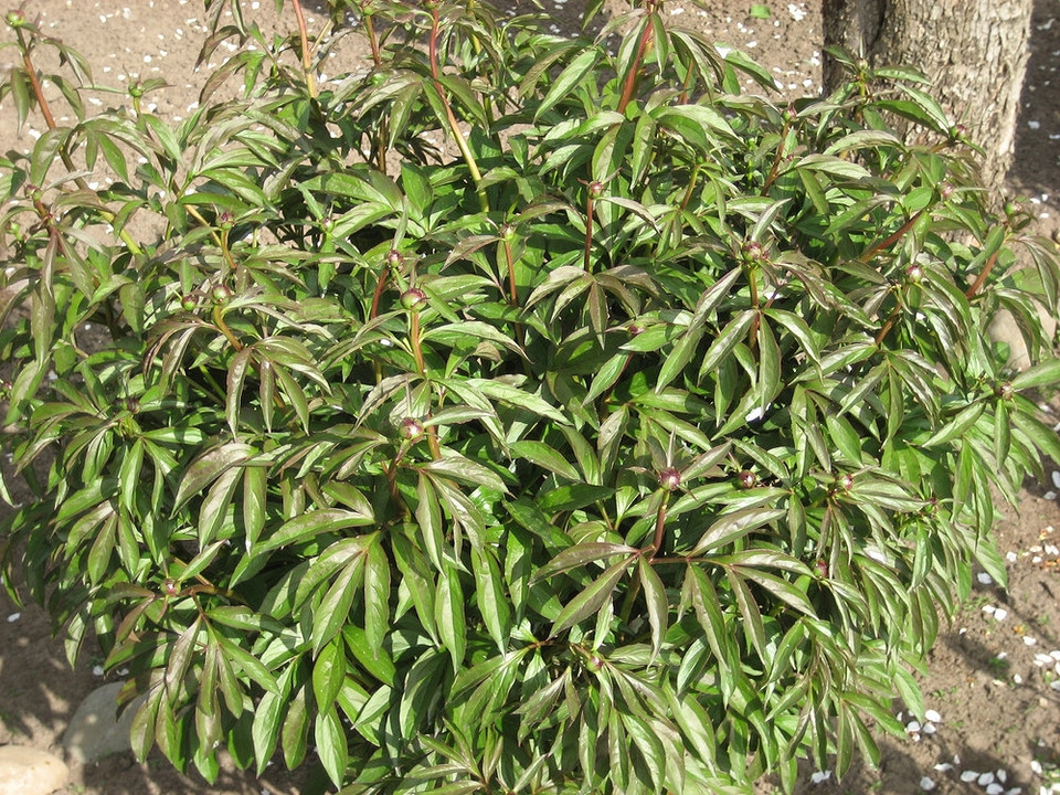 Підживлення піонів восени: вибір добрив для зміцнення кореневої системи