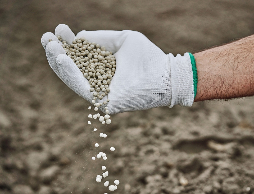 Обрізка піонів восени: правильна техніка та терміни для здорового росту