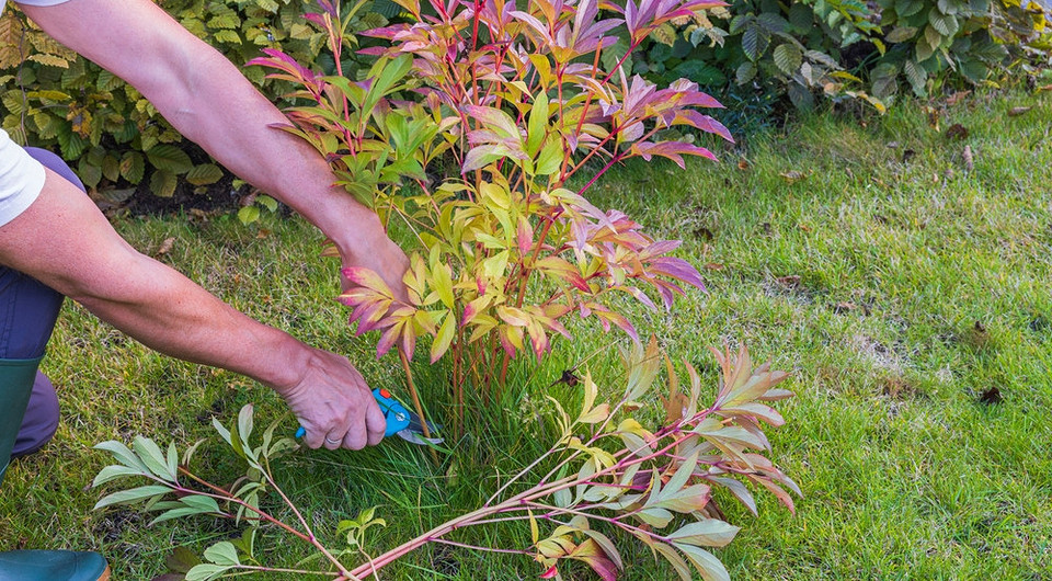 Підготовка піонів до зими: обрізка, підживлення для пишного цвітіння навесні