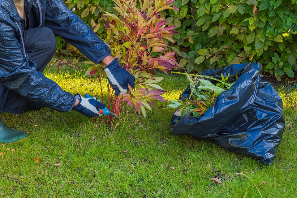 Зимуючі піони: захист від морозів та снігу для рясного цвітіння