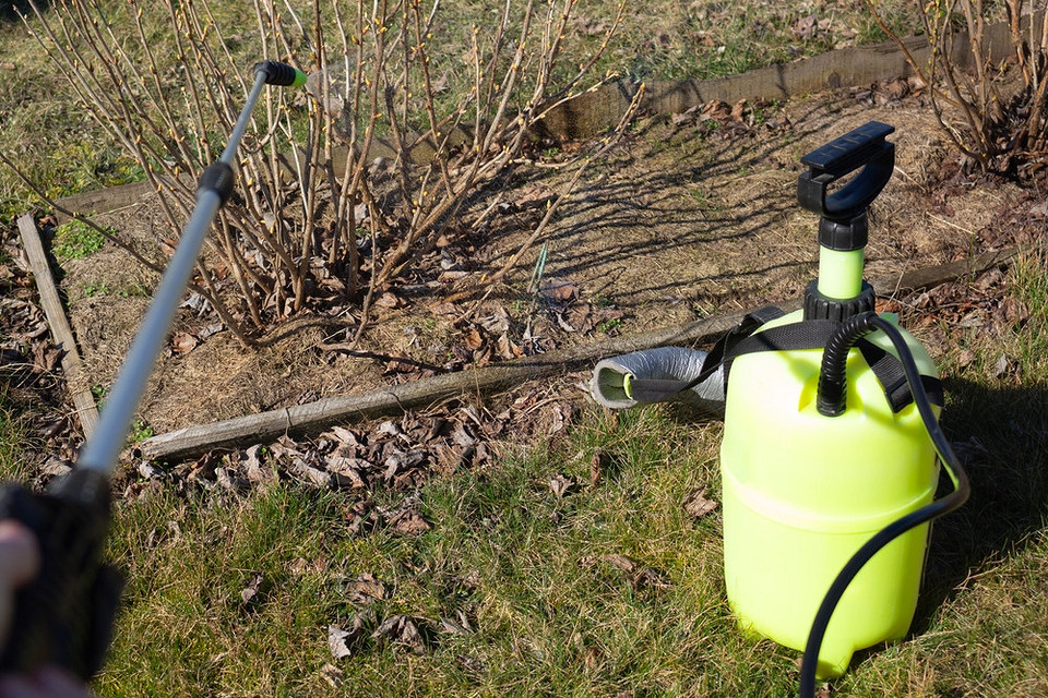 Осіння підготовка смородини: видалення старого листя та гілок для профілактики хвороб