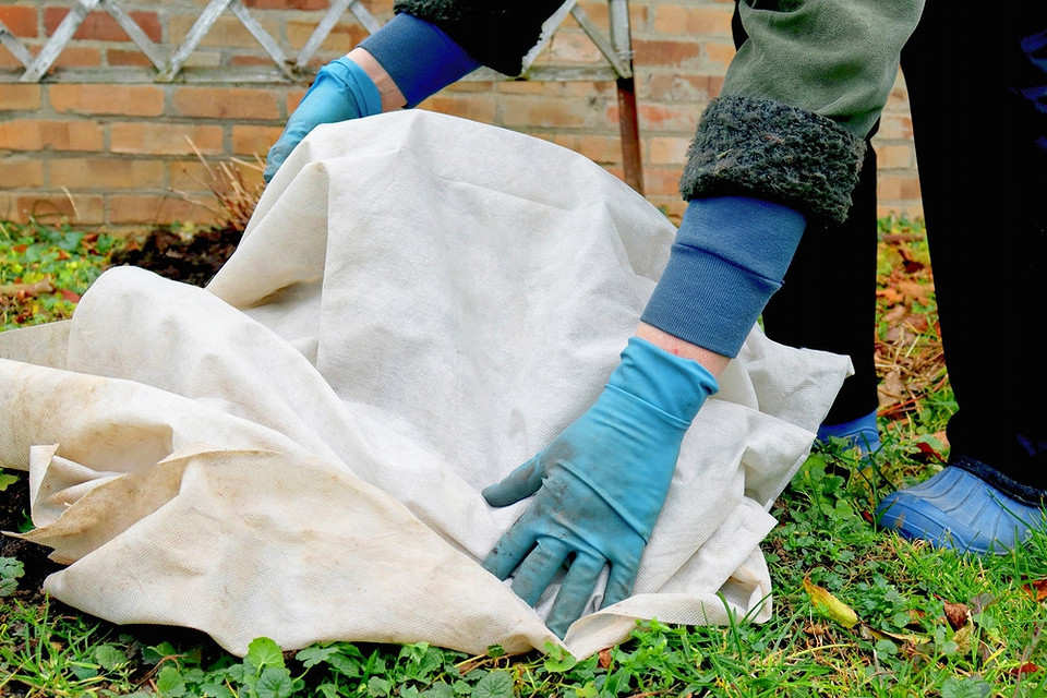 Як підготувати смородину до зими: схема обрізки для правильного формування куща