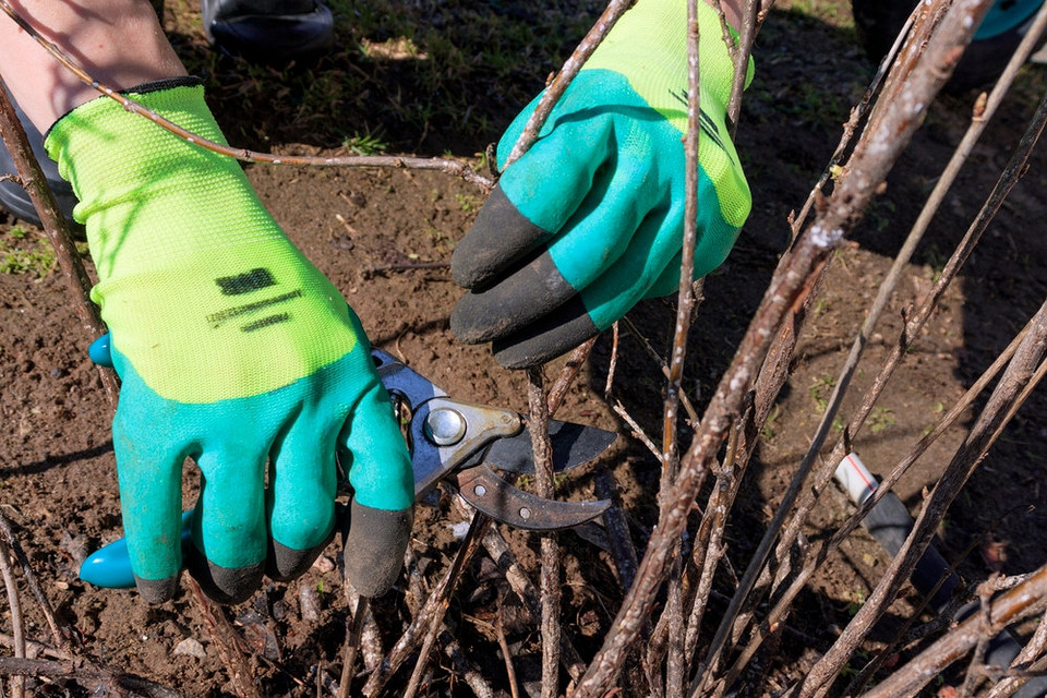 Підготовка смородини до зими: обробка від шкідників для здорового росту наступного сезону