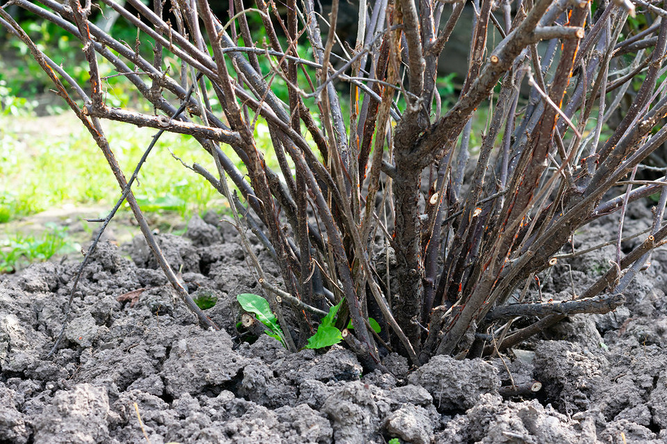 Догляд за смородиною восени: мульчування ґрунту для захисту кореневої системи взимку