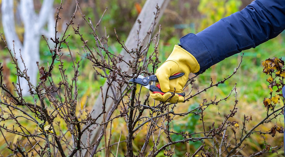 Підготовка смородини до зими: обрізка куща для кращого врожаю наступного року