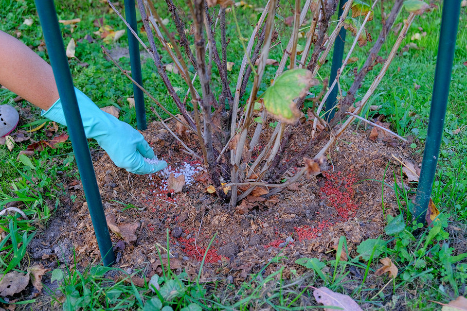Підготовка смородини до зими: внесення добрив для забезпечення рослини необхідними поживними речовинами
