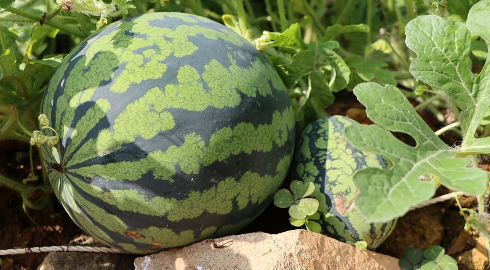 Визначення стиглості кавуна: 6 простих способів перевірити кавун на грядці перед збором