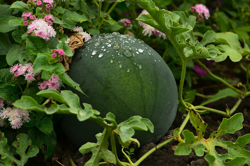 Стиглість кавуна: візуальні ознаки та методи перевірки при вирощуванні на городі