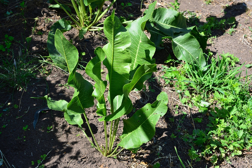 Садівник садить хрін лопатою у відкритий ґрунт. Вирощування хрону в Україні.