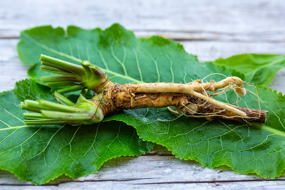 Посадка хріну: метод вирощування хріну на городі, зелене листя, поради з догляду