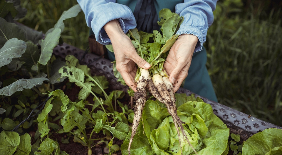 Вирощування хріну: свіжий хрін на городі, зелене листя, ідеальний час для посадки хріну
