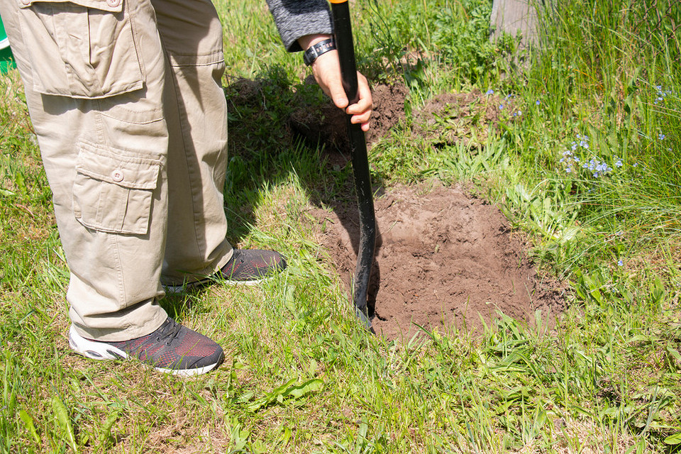 Посадка винограду восени: схема правильної посадки саджанця у підготовлену яму